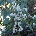 Parthenium integrifolium Kukka