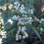 Parthenium integrifolium ফুল