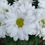 Chrysanthemum indicum L.Folha