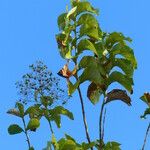 Tectona grandis Fruit