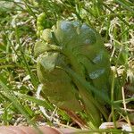 Botrychium lunaria Leaf