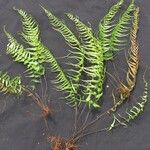 Asplenium dissectum その他の提案