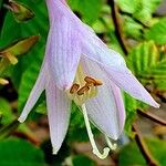 Hosta plantagineaFlor