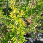 Gnidia squarrosa Leaf