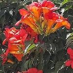 Campsis grandiflora Fula