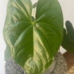 Anthurium nymphaeifolium List