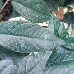 Ficus sagittata Blatt