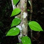 Piper guineense Leaf