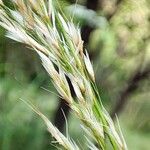 Achnatherum calamagrostis Floare