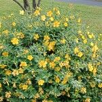 Hypericum × hidcoteense অভ্যাস