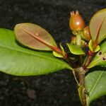 Clusia palmana Fruit