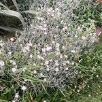 Cerastium tomentosum Hábito