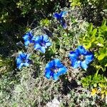 Gentiana acaulisКвітка