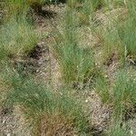 Festuca valesiaca Folha