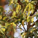 Xylopia katangensis Fruto