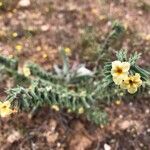 Nonea lutea Flower