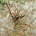 Datura ferox Fruit