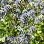 Eryngium planumBloem