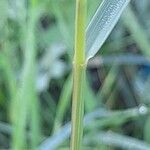 Anisantha sterilis Rusca