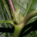 Psychotria microbotrys Corteza