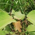 Triumfetta cordifolia Leaf