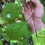 Cornus rugosa Blatt