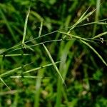 Brachypodium flexum Flor