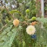 Leucaena leucocephalaBloem