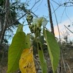 Ipomoea arborescens Flower