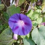 Ipomoea purpurea Květ