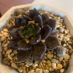 Echeveria affinisFolio