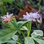 Trifolium resupinatum Квітка