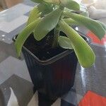 Aeonium castello-paivae Likasa