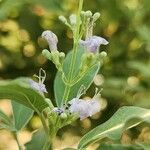 Vitex trifolia Цвят