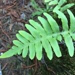 Polypodium californicum Hoja