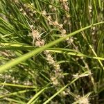 Lomandra longifolia Hoja
