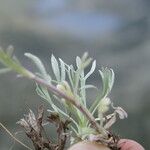 Artemisia umbelliformis Blad