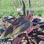 Cordyline fruticosaBlad