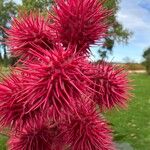 Ricinus communisHedelmä