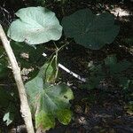 Cola cordifolia Leaf