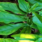 Syngonium macrophyllum Hoja