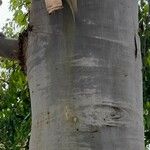 Corymbia citriodora Bark