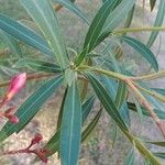 Nerium oleander ഇല