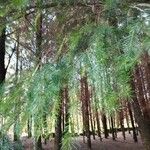 Pseudotsuga menziesii Levél