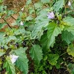 Nicandra physalodes Levél