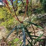 Banksia plagiocarpa Frunză