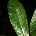 Duguetia calycina Blatt