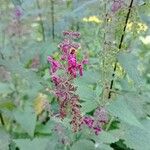 Stachys sylvaticaFlower