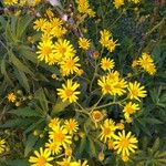 Senecio brasiliensis Flor