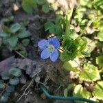 Veronica hederifolia Floare